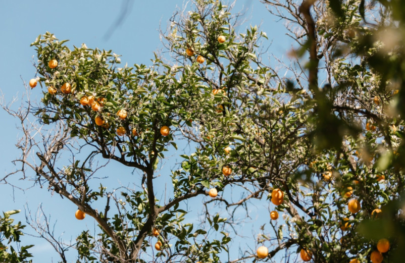 Planter un arbre fruitier : les étapes importantes - R&E Gui Décoration